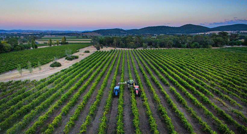 Huntington Estate Vineyard